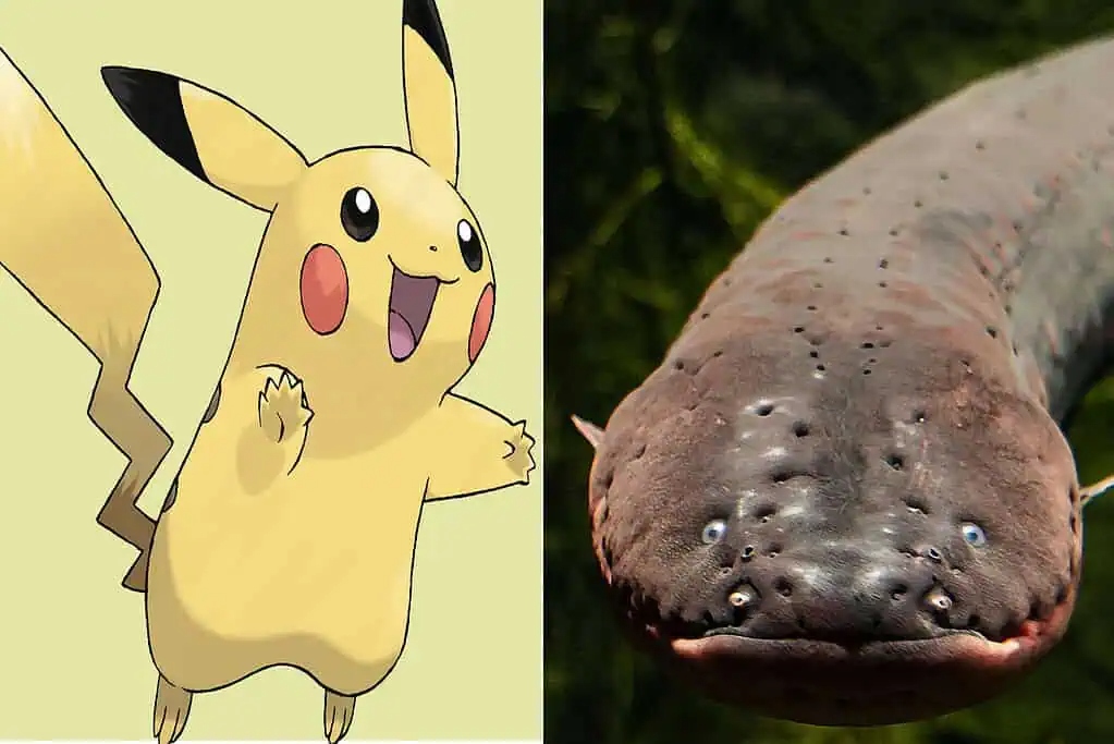 Pikachu's electric shock ability is inspired by the electric eel, which uses stacked electrocyte cells like living batteries.