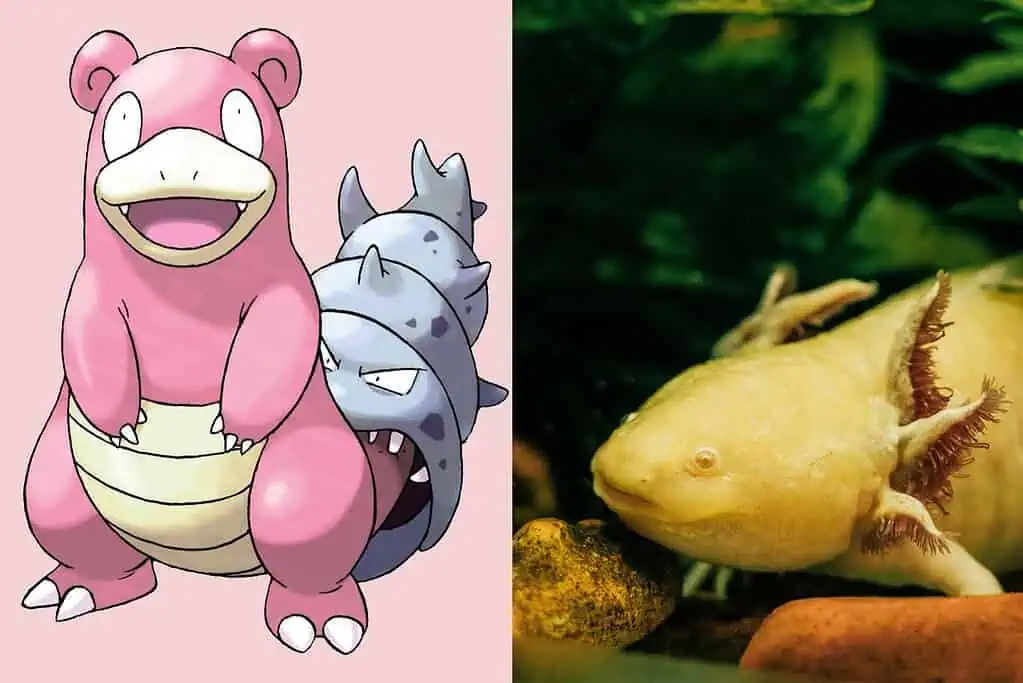 Slowbro's healing ability mirrors the axolotl's regeneration of limbs and central nervous system through dedifferentiation.